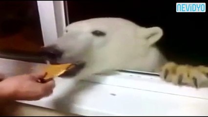 Pencereden beslediği hayvana inanamayacaksınız