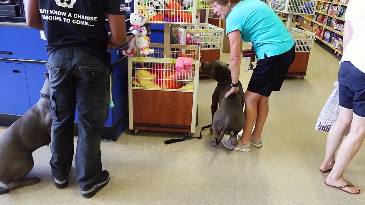 Best ultimate pit bull protection guard dog attack trained family pitbull k9 Achilles