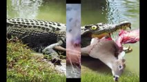 Horrific animal crocodile attacks ►Blue