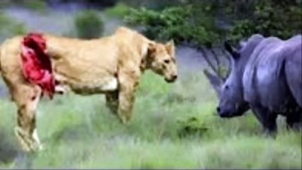 Is it possible for vulnerable animals killed lions as you watch ► Blue