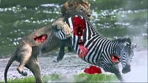 Kings fight a lion and zebra giraffe ugliest forms of fighting ► Blue