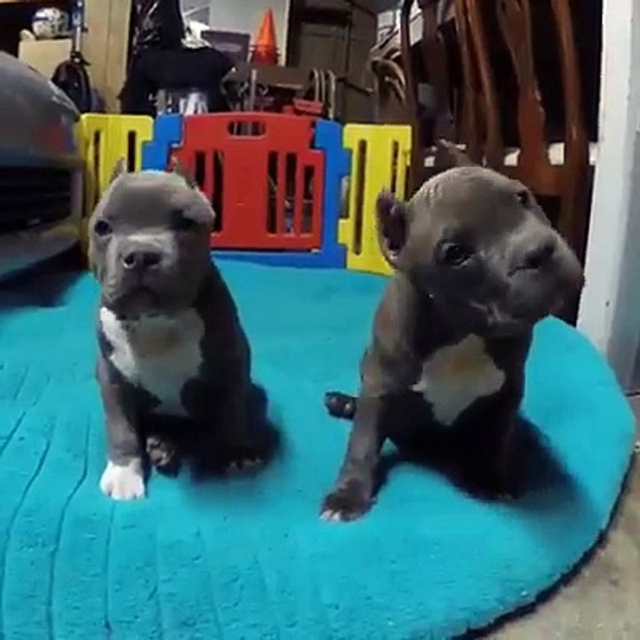 Check out those 2 lil brother's