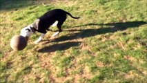 Dog (Pit bull Terrier) Plays Soccer Dribbling Ball
