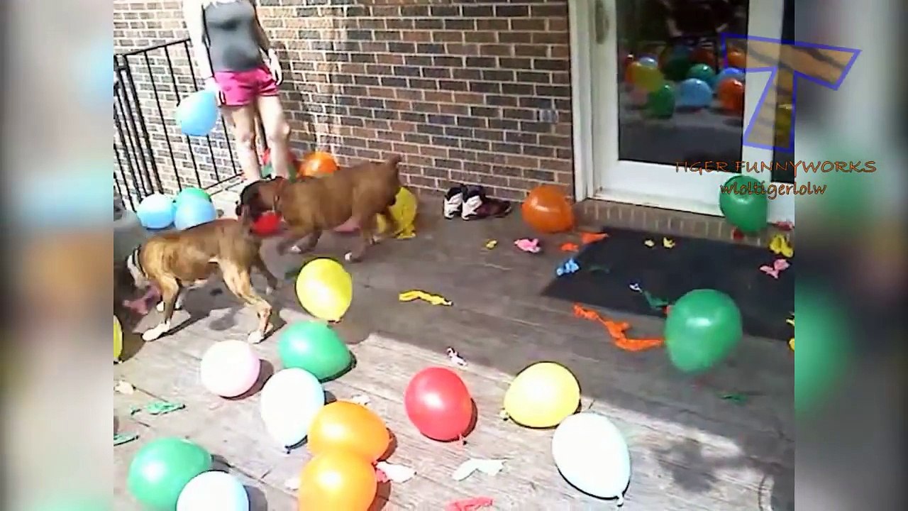 Dogs are never boring, they make us laugh! - Funny dog compilation