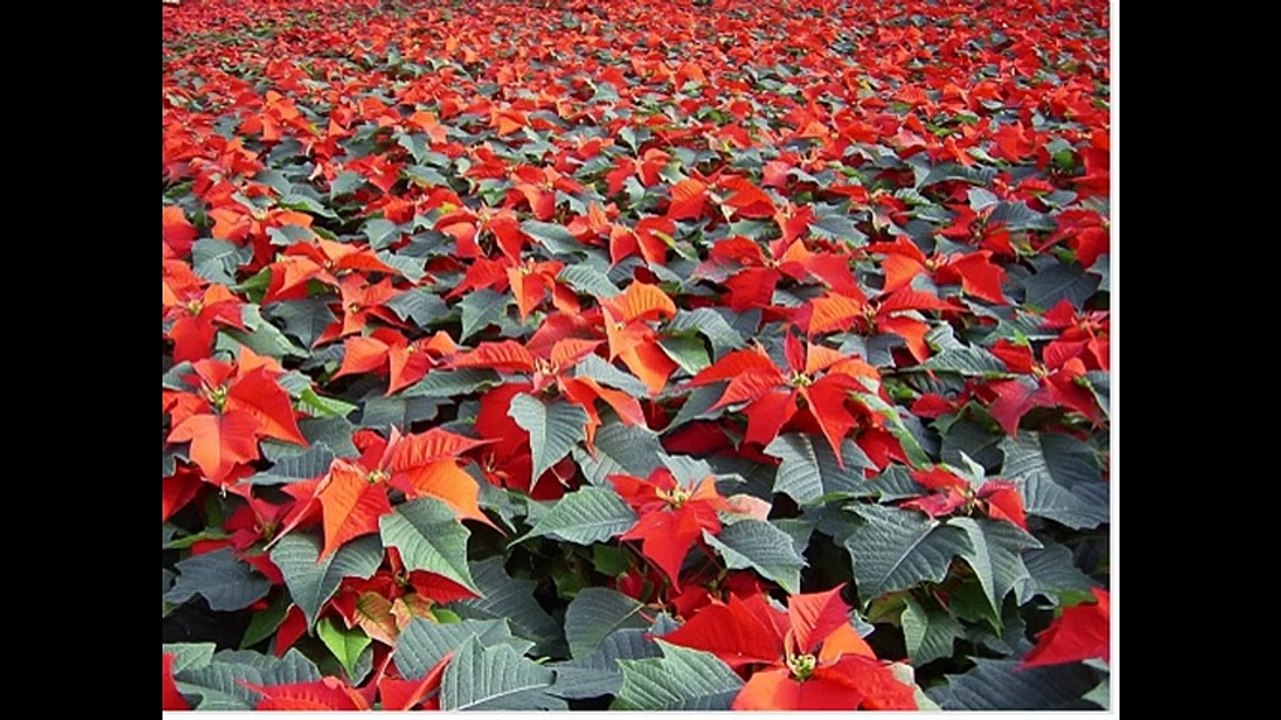 Toi ! Oui Toi ! Lis le commentaire STP mon ami