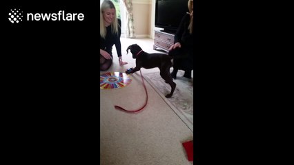 Puppy finds Christmas overwhelming and attacks Articulate timer