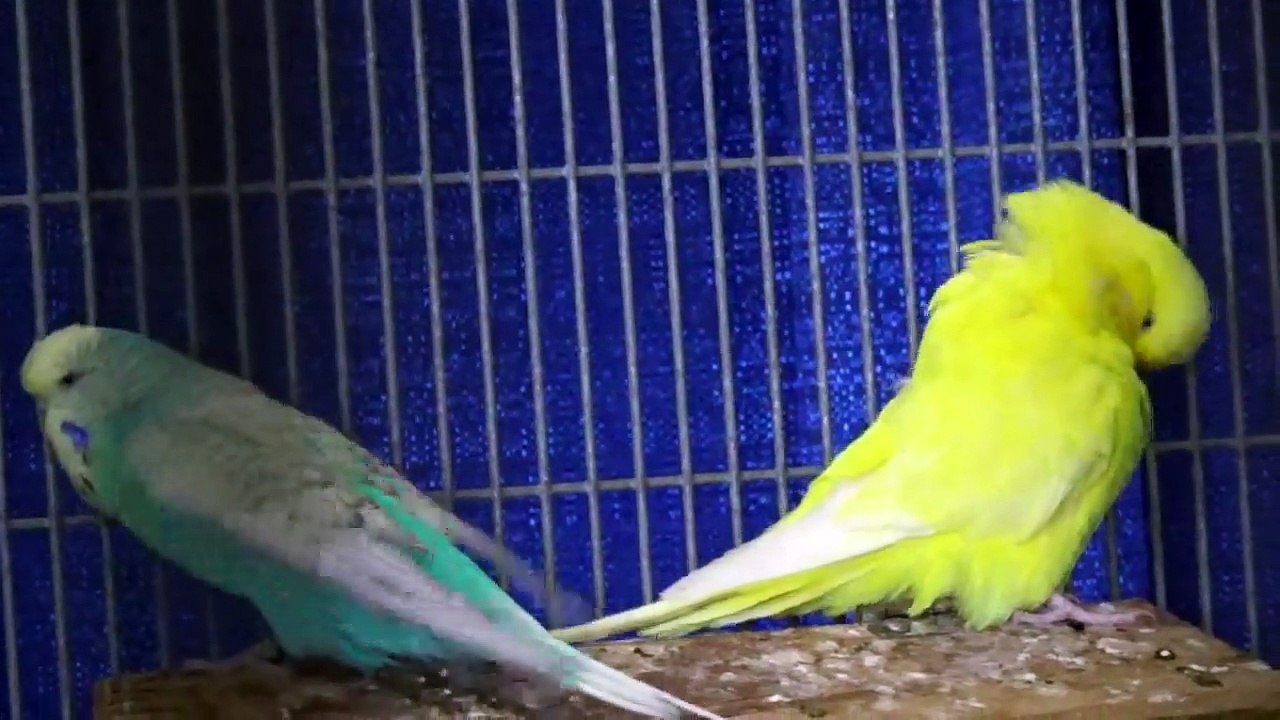 COUNTING NUMBERS 1, 2, and 3 - Babies, Toddlers, Preschool