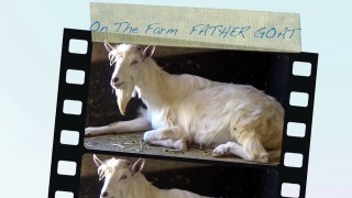 On The Farm  FATHER-MALE GOAT