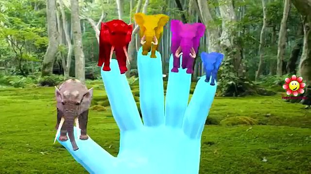 Animals Colors Elephant Shark Finger Family Nursery Rhymes | Animals Cartoons Gorilla Finger Family