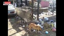 بالفيديو.. شوارع قليوب تغرق فى أكوام القمامة