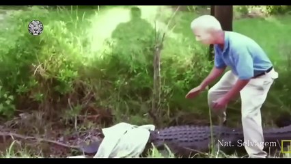 Os Ataques Bizarros e incríveis dos Animais Selvagem   Documentario Dublado
