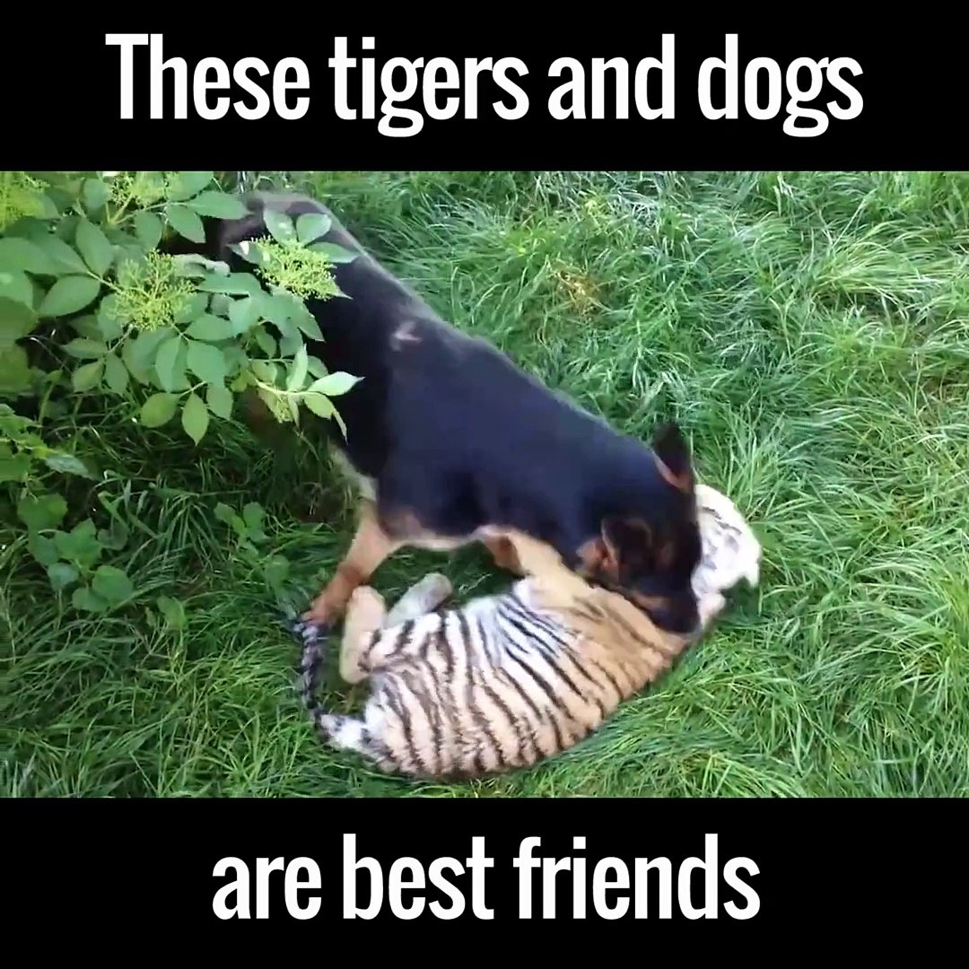 These tigers