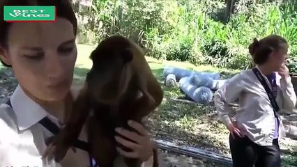 New funny videos 2017 ♦ Monkey Best Pranks whatsapp ♦ try not to laugh challenge #91