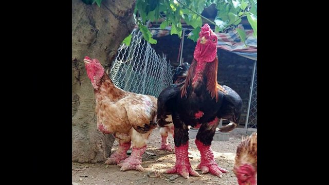 bán gà đông tảo - chuyên bán gà đông tảo - bán lợn rừng - bán lợn mán - bán thịt thỏ, thịt thỏ sach (3)