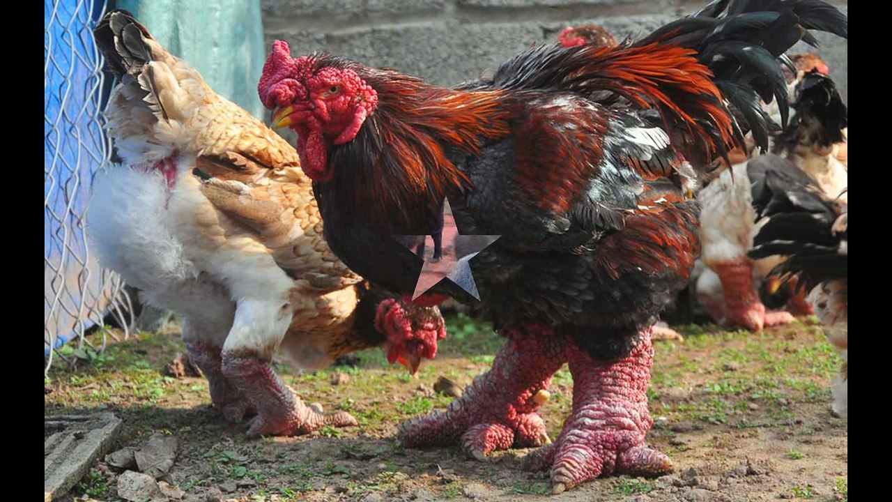 bán gà đông tảo , chuyên bán gà đông tảo , bán gà đông tảo tại hà nội , bán gà đông tảo , phân phối gà đông tảo , cung c