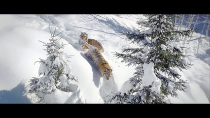 Cinématographié dans la neige par un drone, le tigre de Sibérie reste très fascinant !