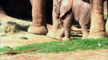 San Diego Zoo Safari Park Elephant Calf Has a Name!