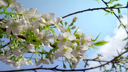 The Amazing Beauty of Nature | Top Nature Vdeo