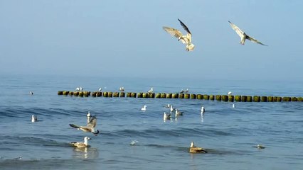 martı sesi ötüşü