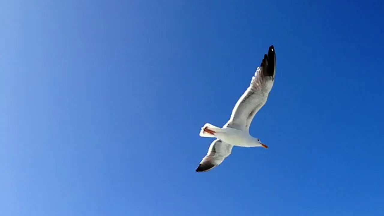 martı sesi