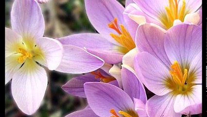 * *    Peppino Di Capri  - So This Is Xmas   * * *