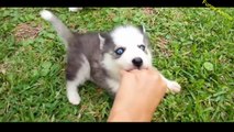 Funny Animal - Husky Dogs And Puppies A Funny Videos And Cute Videos Compilation 2016