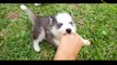Funny Animal - Husky Dogs And Puppies A Funny Videos And Cute Videos Compilation 2016