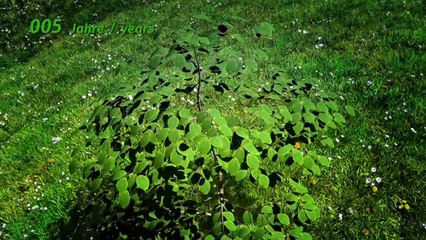 Time Lapse Tree Growing - Animation VId