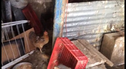 tavuk sesi-tavuk gıdaklaması