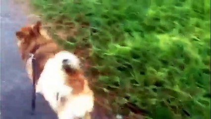 Sus Kopegi Sesi Dailymotion Video