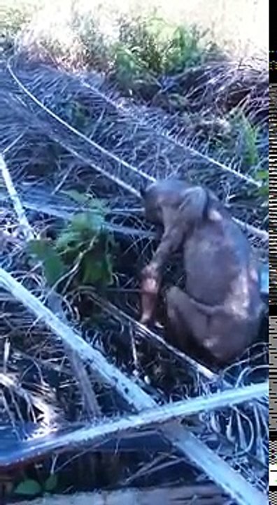 Ormandaki ilk kez görüntülenen gizemli yaratık korku saldı!-1