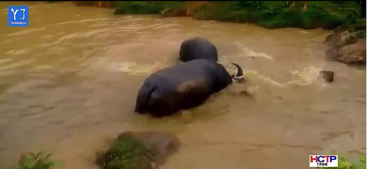 Gà Trâu Tv - Chọi Trâu Kinh Điển Nhất Dưới Nước 2016-2017