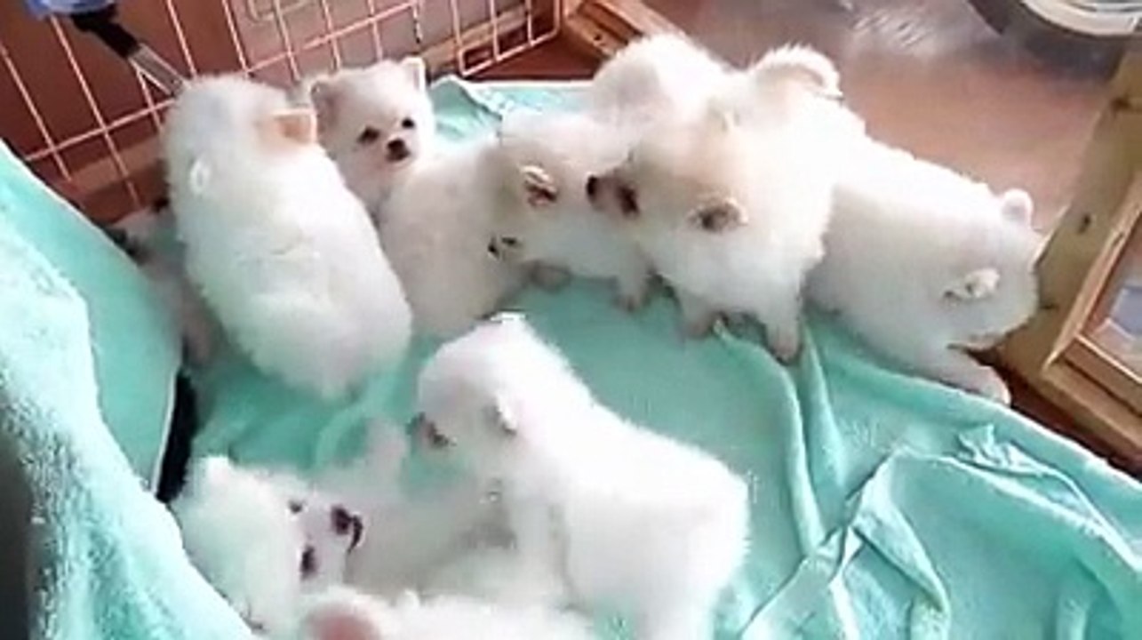 Puppy Lover