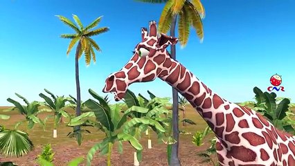 Animals Cartoon Singing Finger Family Rhymes For Babies And More Children Nursery Rhymes Collection