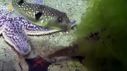 The Secret Rain Forest Nature  Documentary - Top Videos