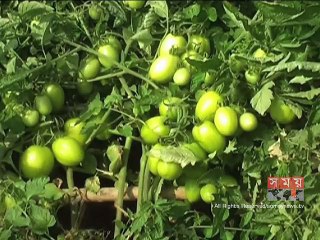 তামাক উৎপাদন থেকে বিমুখ হচ্ছেন খাগড়াছড়ির চাষিরা