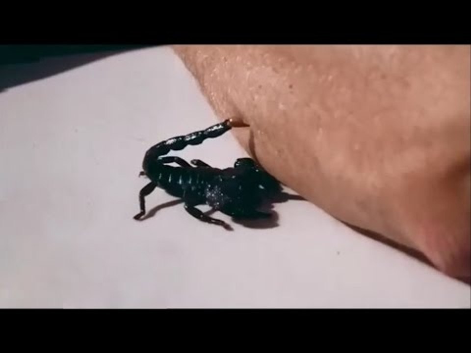 Ağır Çekimde Akrep Sokması