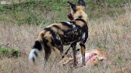 Avını canlı canlı yiyen yaban köpeği