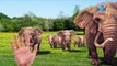 Elephant Daddy Finger Family Nursery Rhymes | Anaconda Finger Song | Animals Cartoon Animation Song