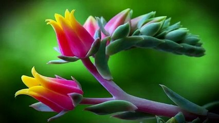 67 Surah Almulk with urdu translation by Qari waheed zafar qasmi