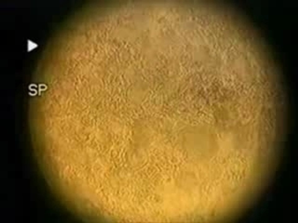 Baudelaire VideoActivité Hymne à la beauté