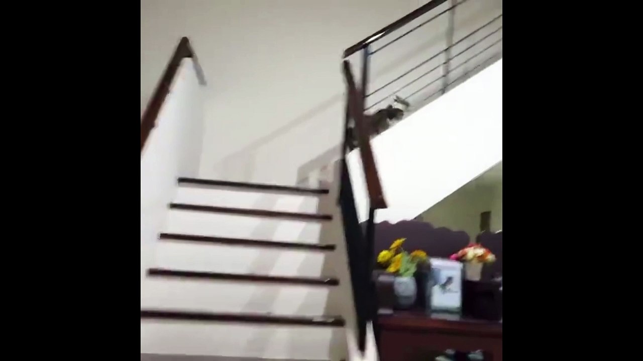 kitty