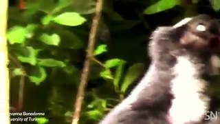 Listen to a lemur sing