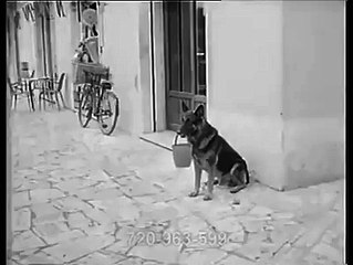 kendi parasını kendi kazanan köpek