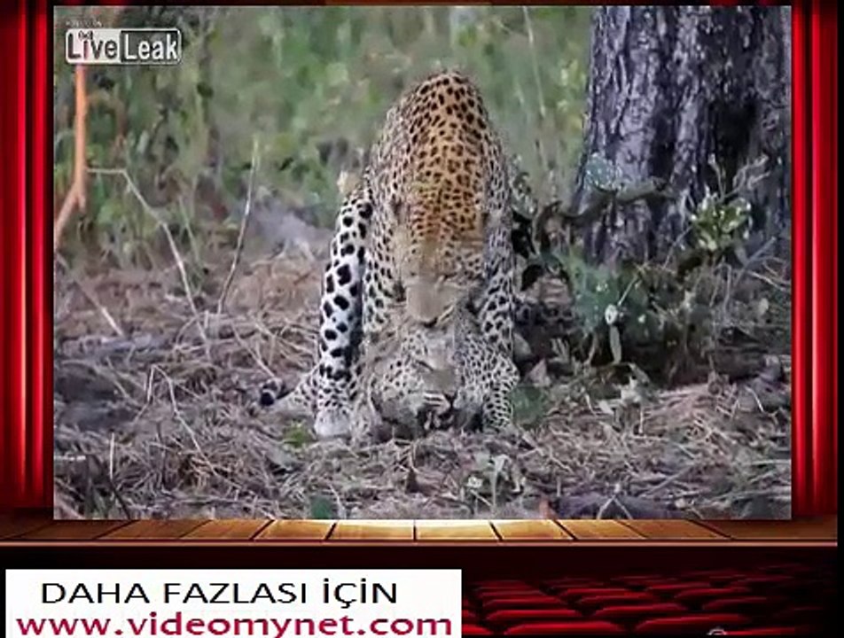 çiftleşen leoparlar