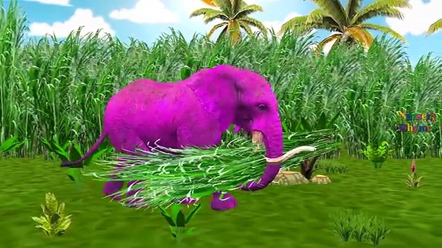 Colors Animals Compilation - Learn Colors Video For Children | Finger Family Songs Nursery Rhymes