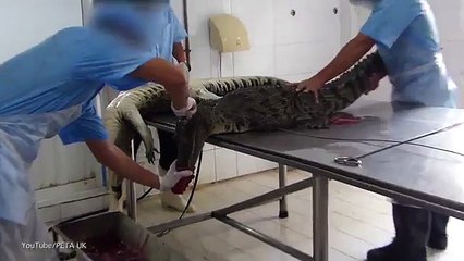 Ua rrjepin lëkurën krokodilëve për së gjalli, për të prodhuar çanta dhe këpucë