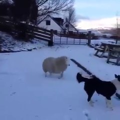 Köpek Taklidi Yapan Koyun