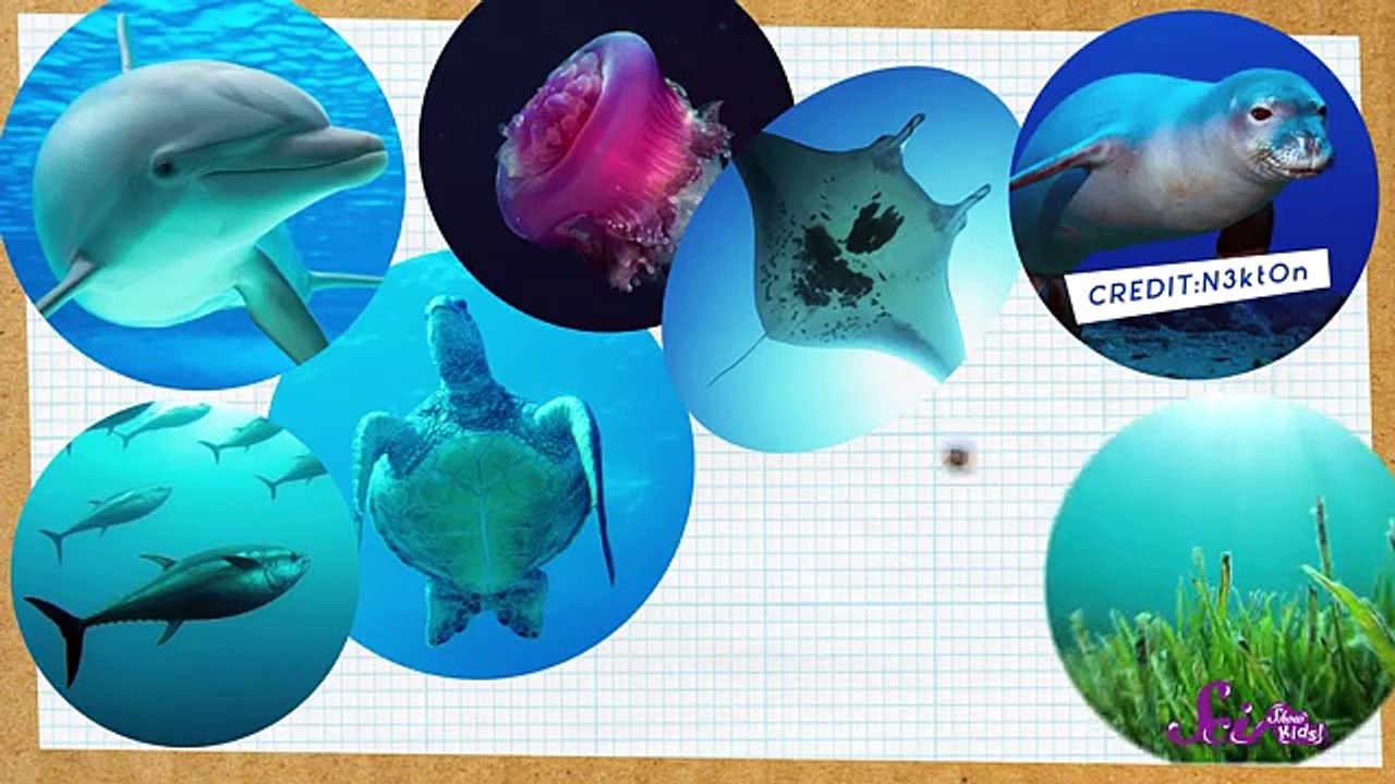 Lets Learn the Ocean Zones!