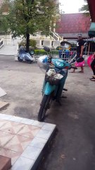 Anne Köpeğin Yavruları İçin Yemek İstemesi